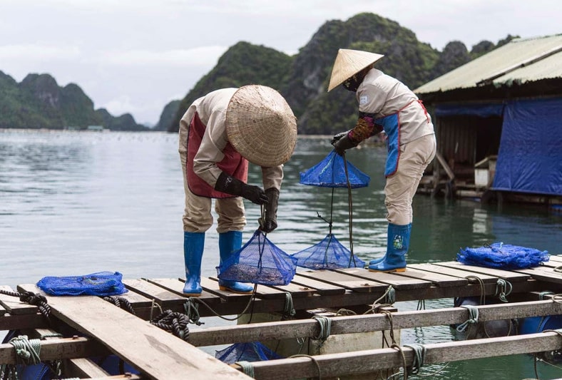 perlová farma v zálivu Ha Long Vietnam